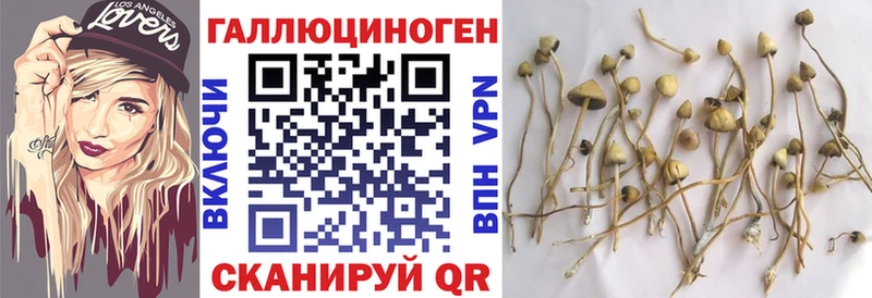 Купить где  Ачхой-Мартан  Псилоцибиновые грибы Psilocybe 